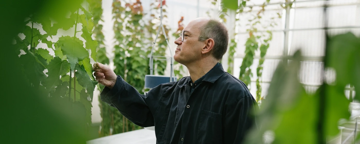 A researcher is looking into a microscope in a lab.