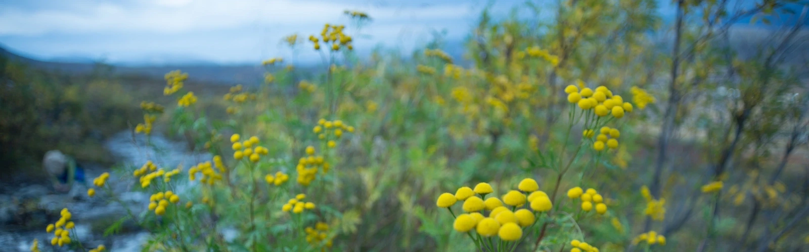 Närbild på växten renfana.