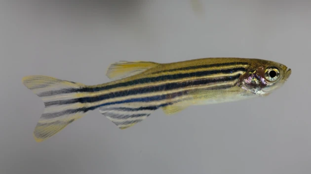 A closeup of a zebra fish.