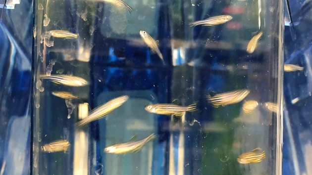 Zebrafiskar simmar i ett akvarium.
