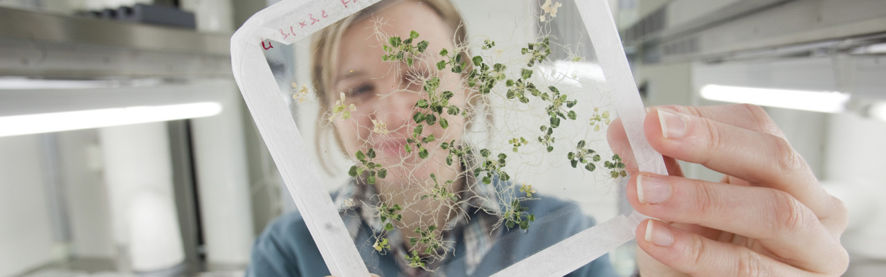 Arabidopsis thaliana seedlings growing on agar plate