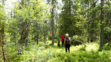 Bild på Vandrare i skog