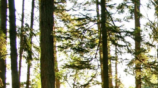 Tallskog.