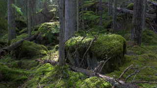 Mosbeklädd skog.