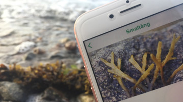 mobil som visar appen Livet i havet