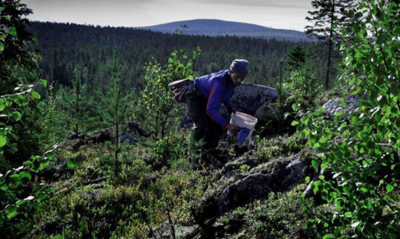 Bärplockare plockandes bär i naturen