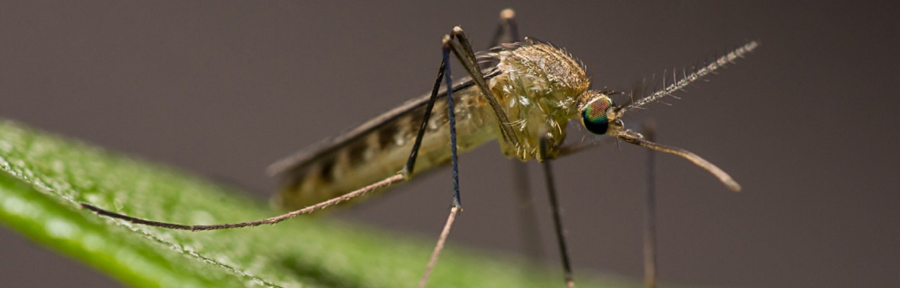 Culex torrentium