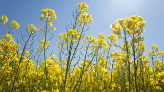 Field-of-oilseed-rape-Fascinerande växters dag 2019 - Field of oilseed rape canolacanola