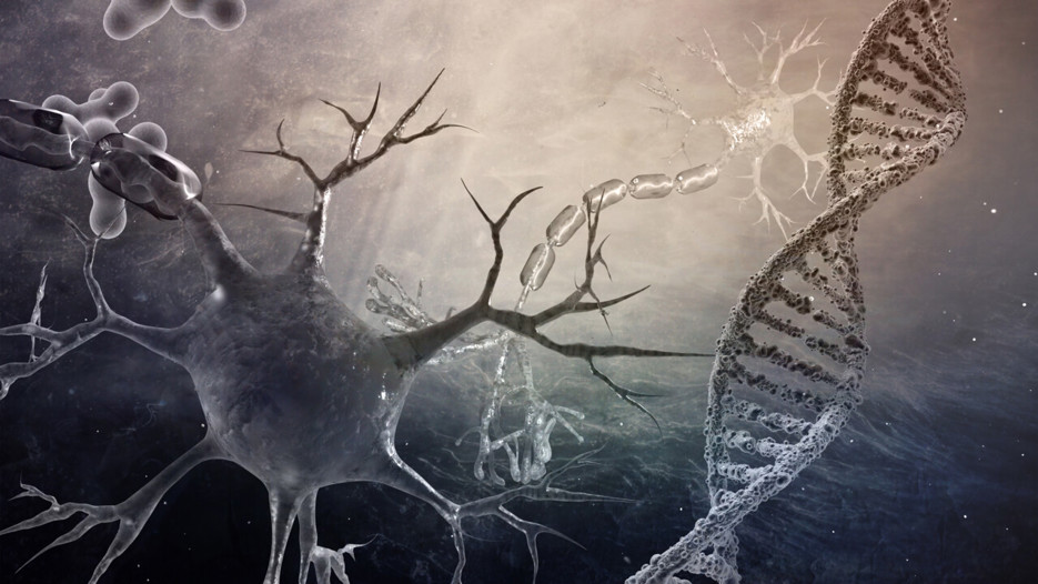 DNA molecules and neurons