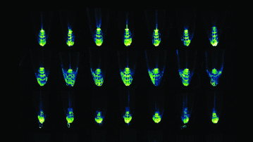 Auxin response marker in Arabidopsis root tips