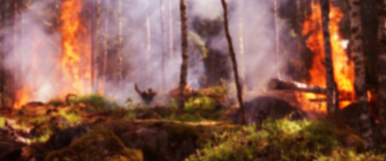 suddig bild av en skogsbrand