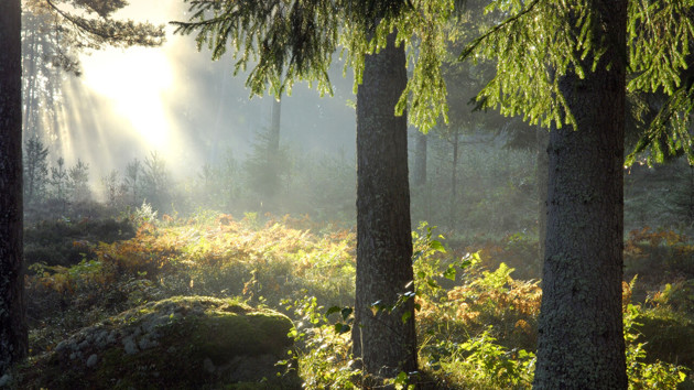 Fint solljus i tallskog